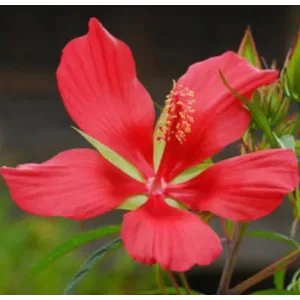 Hibiscus coccineus - Kenderlevelű mocsári hibiszkusz (mag)