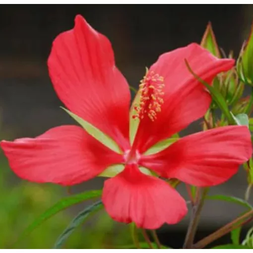 Hibiscus coccineus - Kenderlevelű mocsári hibiszkusz (mag)