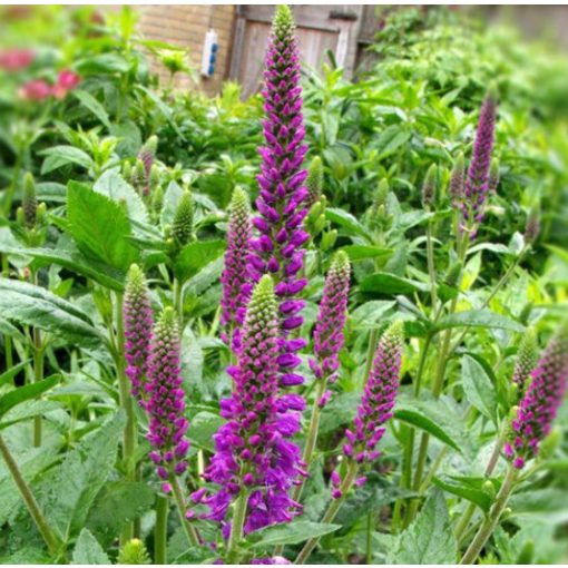 Veronica spicata First Match - Macskafarkú veronika (mag)