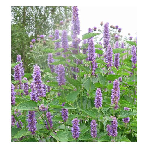 Agastache rugosa- Izsópfű (mag)