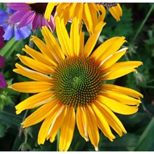 Echinacea purpurea Prairie Blaze Yellow - Kasvirág (mag)