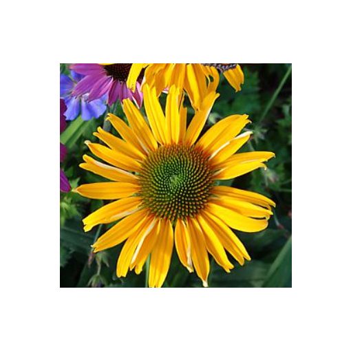 Echinacea purpurea Prairie Blaze Yellow - Kasvirág (mag)