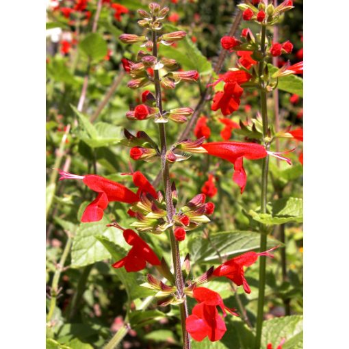 Salvia coccinea - Skarlátpiros zsálya (mag)