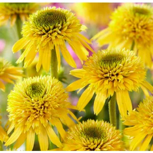 Echinacea purpurea Eccentric Yellow - Kasvirág (mag)
