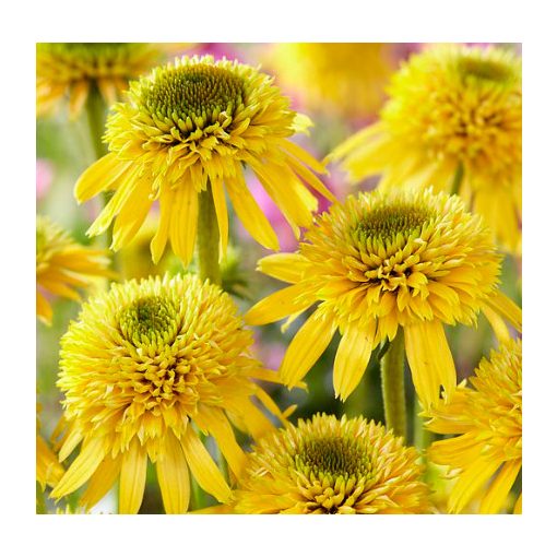 Echinacea purpurea Eccentric Yellow - Kasvirág (mag)