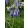 Agapanthus inapertus – Szerelemvirág (mag)