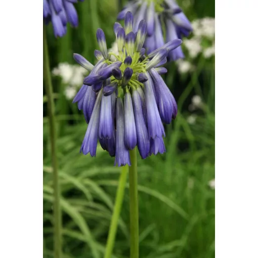 Agapanthus inapertus – Szerelemvirág (mag)