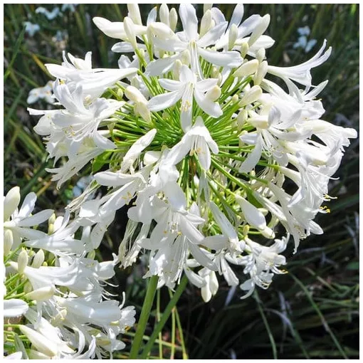 Agapanthus praecox Alba - Szerelemvirág (mag)