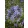 Agapanthus praecox Blue - Szerelemvirág (mag)