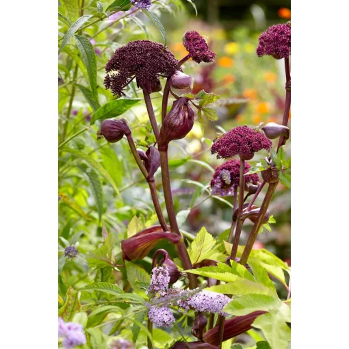 Angelica gigas – Angyalgyökér mag