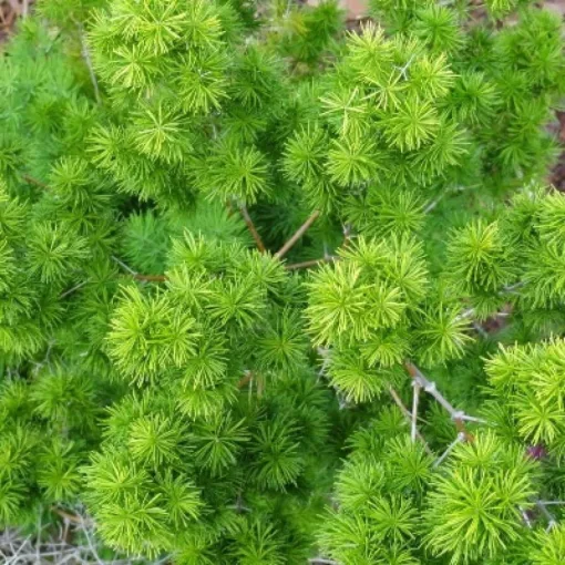 Asparagus densiflorus Red Flag - Aszparágusz mag