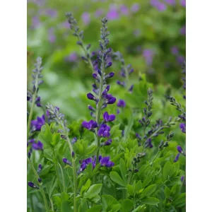 Baptisia australis – Déli borsófürt (mag)