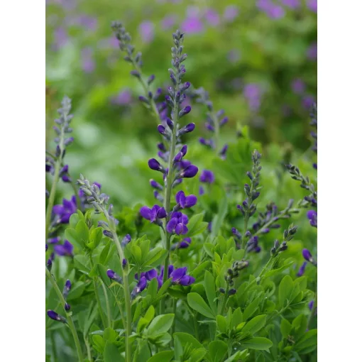 Baptisia australis – Déli borsófürt (mag)