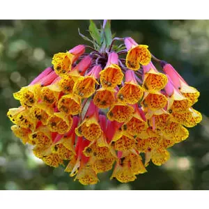Bomarea multiflora – Kolumbiai kúszóliliom (mag)