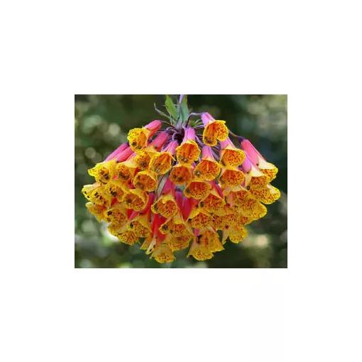 Bomarea multiflora – Kolumbiai kúszóliliom (mag)