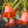 Canarina canariensis – Kanári csengettyűsvirág (mag)