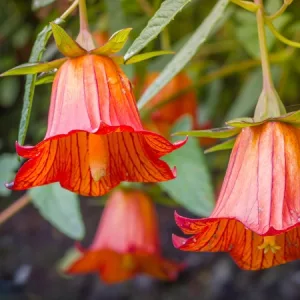 Canarina canariensis – Kanári csengettyűsvirág (mag)