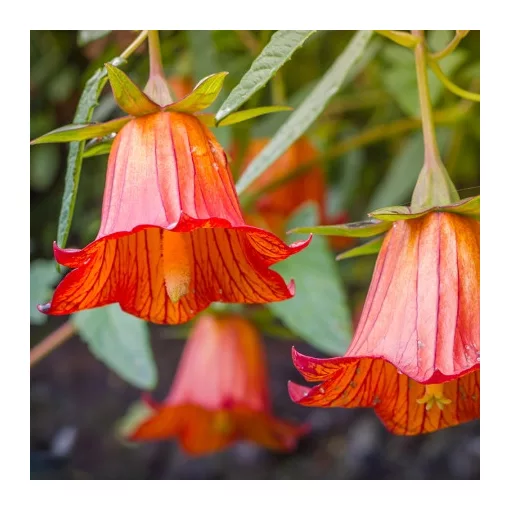 Canarina canariensis – Kanári csengettyűsvirág (mag)