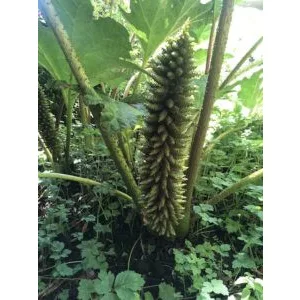 Gunnera manicata – Brazil óriáslapu (mag)