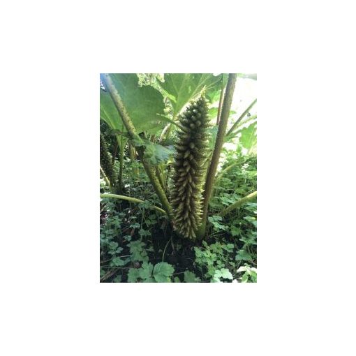 Gunnera manicata – Brazil óriáslapu (mag)