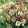 Helleborus orientalis Mix - Keleti hunyor (mag)