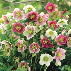 Helleborus orientalis Mix - Keleti hunyor (mag)