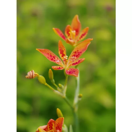 Iris domestica – Szederliliom (mag)