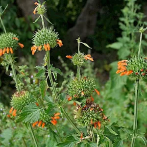 Leonotis nepetifolia – Oroszlánfarok (mag)