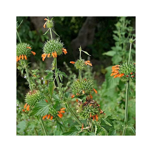 Leonotis nepetifolia – Oroszlánfarok (mag)