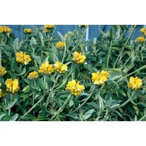 Phlomis fruticosa – Cserjés macskahere (mag)