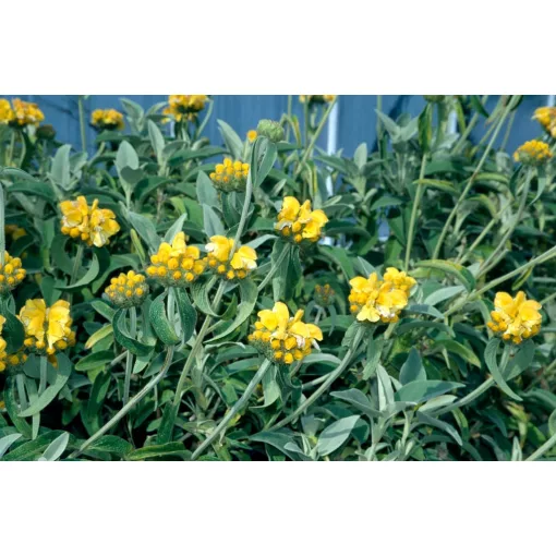 Phlomis fruticosa – Cserjés macskahere (mag)