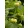 Phlomis russeliana - Kis-ázsiai macskahere (mag)