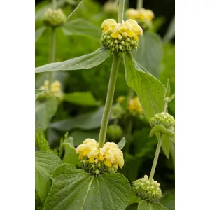 Phlomis russeliana - Kis-ázsiai macskahere (mag)