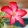 Adenium obesum – Sivatagi rózsa (mag)