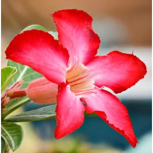 Adenium obesum – Sivatagi rózsa (mag)
