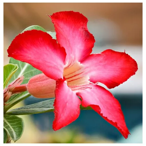 Adenium obesum – Sivatagi rózsa (mag)
