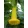 Brugmansia sanguinea Aurea - Angyaltrombita (mag)