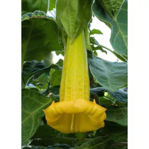 Brugmansia sanguinea Aurea - Angyaltrombita (mag)