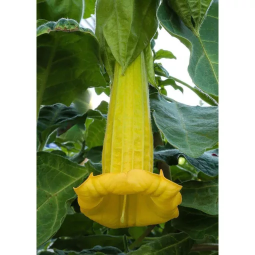 Brugmansia sanguinea Aurea - Angyaltrombita (mag)