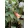 Brugmansia sanguinea Ventricosa - Angyaltrombita (mag)