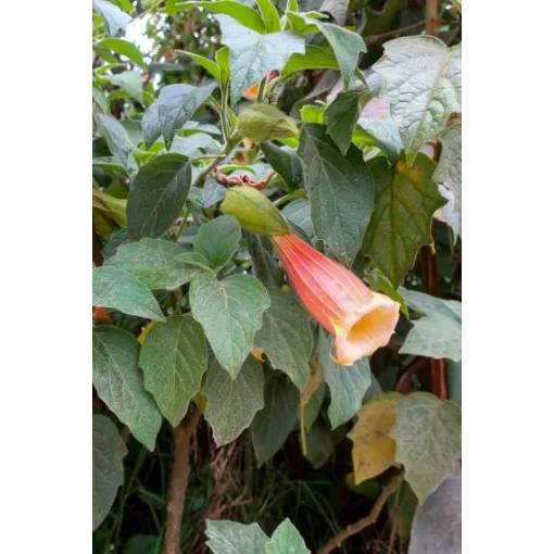 Brugmansia sanguinea Ventricosa - Angyaltrombita (mag)