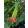 Brugmansia sanguinea  - Angyaltrombita (mag)