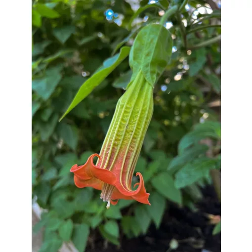 Brugmansia sanguinea  - Angyaltrombita (mag)
