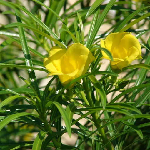 Thevetia peruviana - Perui leander (mag)
