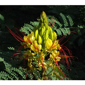 Caesalpinia gilliesii – Argentin pillangófa (mag)
