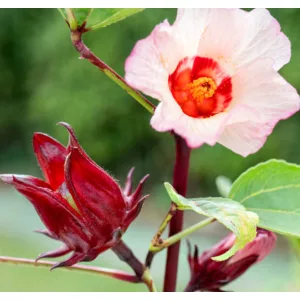 Hibiscus sabdariffa – Teahibiszkusz (mag)