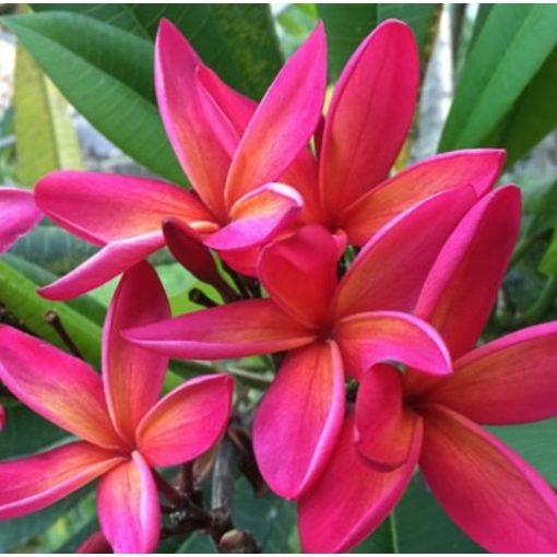 Plumeria rubra – Hawaii rózsa (mag)