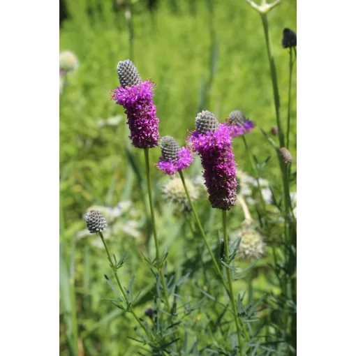 Dalea purpurea - Préri lóhere (mag)