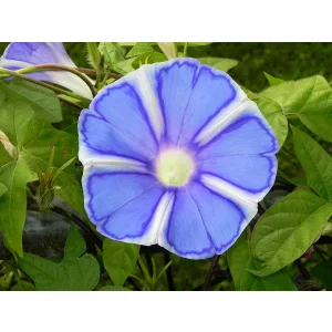 Ipomoea nil Mount Fuji - Japán hajnalka (mag)
