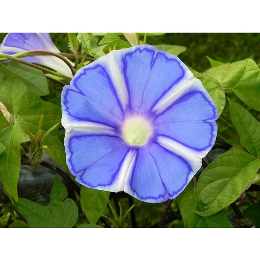 Ipomoea nil Mount Fuji - Japán hajnalka (mag)